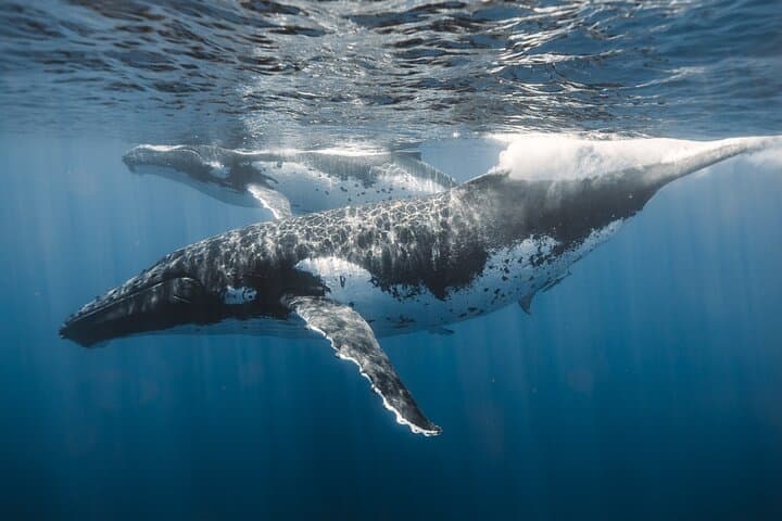 Private Whale Watching & Coastal Swimming Tour in Honolulu photo 2