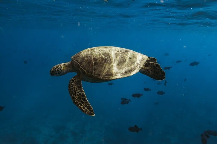 Private Whale Watching & Coastal Swimming Tour in Honolulu photo 4