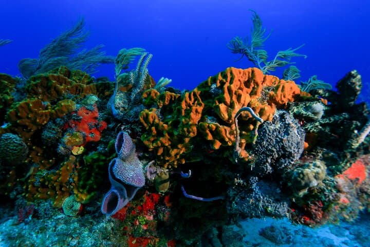 Discovery Scuba Diving in Puerto Morelos — Beginner-Friendly Reef Dives photo 3