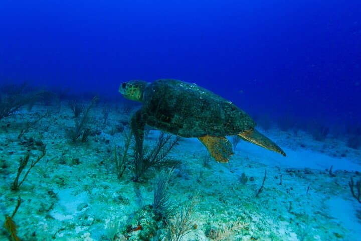 Discovery Scuba Diving in Puerto Morelos — Beginner-Friendly Reef Dives photo 6