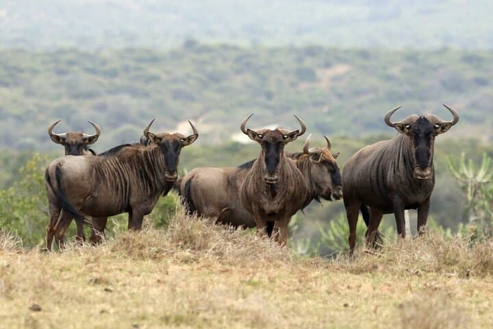 4-Day Camping Safari in Tanzania: Tarangire, Serengeti & Ngorongoro photo 2