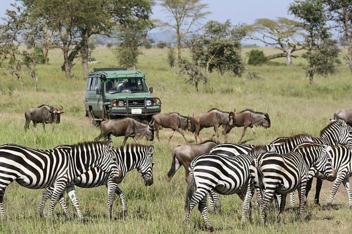 Three-Day Ngorongoro, Tarangire & Manyara Safari from Arusha