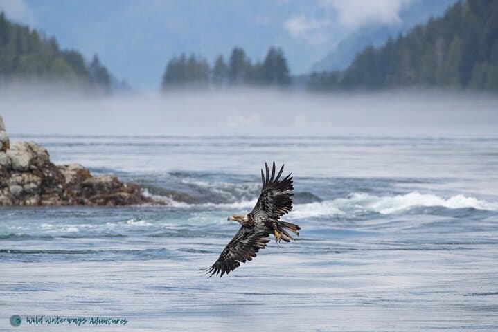 Full-Day Whale Watching in Campbell River: Humpbacks, Orcas & Coastal Fjords photo 4