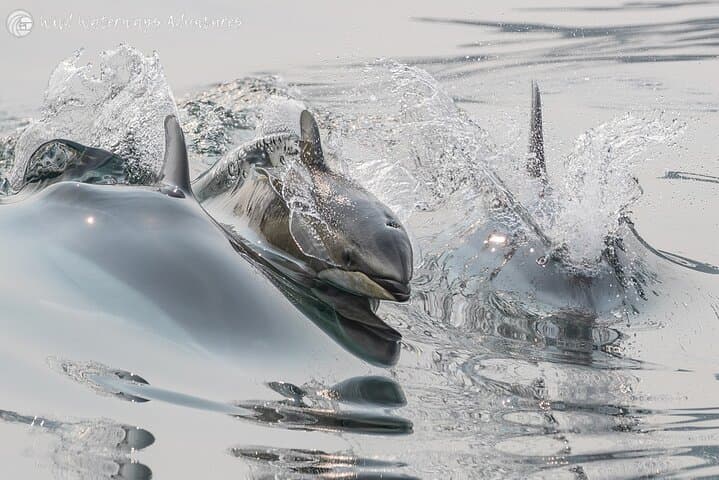 Full-Day Whale Watching in Campbell River: Humpbacks, Orcas & Coastal Fjords photo 5