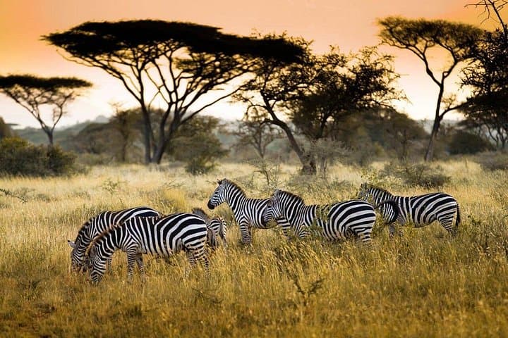 4-Day Safari Through Lake Manyara, Ngorongoro & Serengeti photo 1