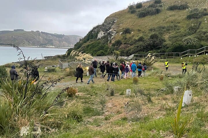 Guided Evening Blue Penguin Viewing on Otago Peninsula, Dunedin photo 6