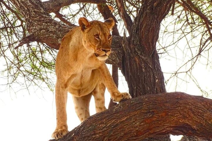 Masai Mara 4-Day Air Safari from Diani — Big Five Game Drives & Migration Views