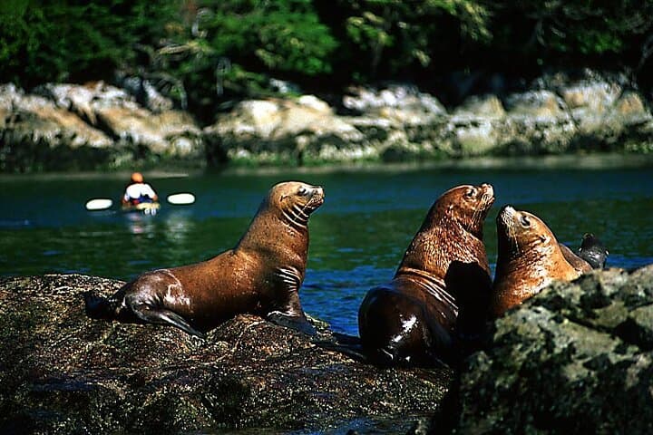 5-Day Vancouver Multiactivity Adventure: Capilano, Whale Watching & Harbour Cruise photo 5