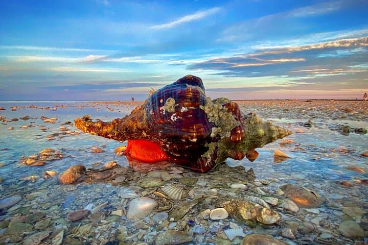 Ten Thousand Islands Eco & Dolphin Tour — Cape Romano, Mangroves & Shelling photo 5