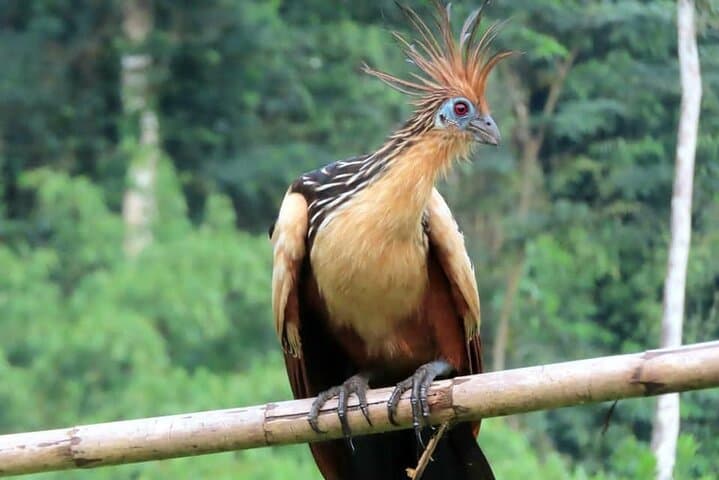 Manu Cultural Zone: 4-Day Cloud Forest to Amazon Wildlife & Culture Expedition photo 6