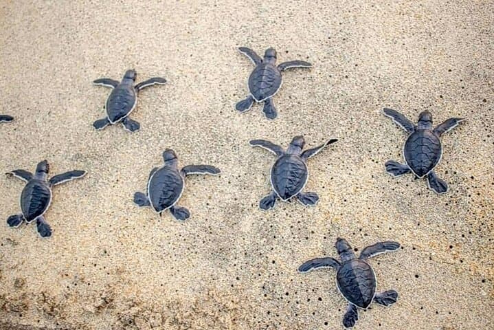 Playa Blanca Turtle Release: Hatchling Night Experience in Ixtapa-Zihuatanejo