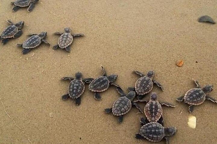 Playa Blanca Turtle Release: Hatchling Night Experience in Ixtapa-Zihuatanejo photo 2