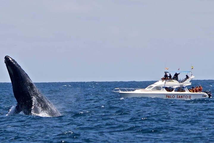 Full-Day Humpback Whale Watching, Cayo Levantado & El Limón Waterfall from Cap Cana