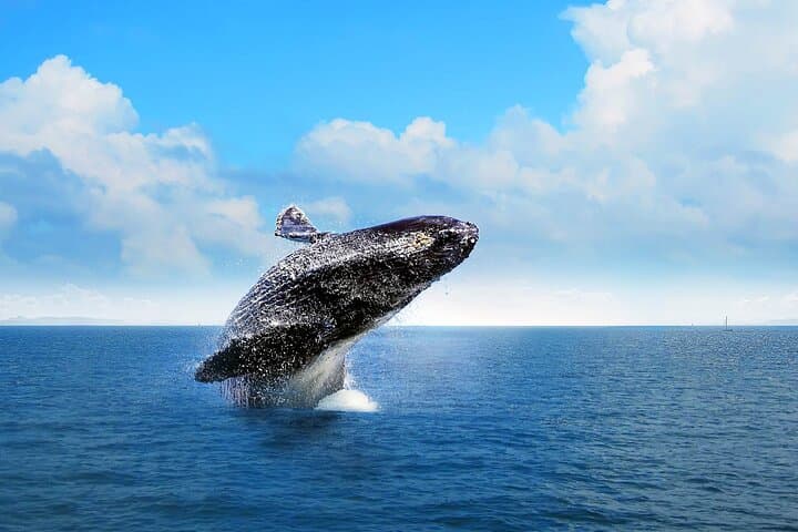Samana Bay Whale Watching, Cayo Levantado & El Limón Waterfall — Full-Day from Cap Cana photo 3