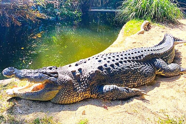 Shared Shuttle to Hartley's Crocodile Adventures from Cairns — Return Transfer and Park Preview