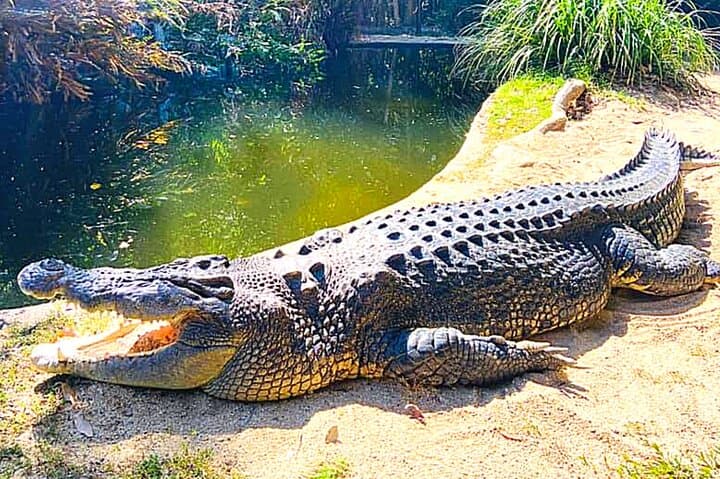 Port Douglas to Hartley's Shared Shuttle: Return Transfers & Park Access