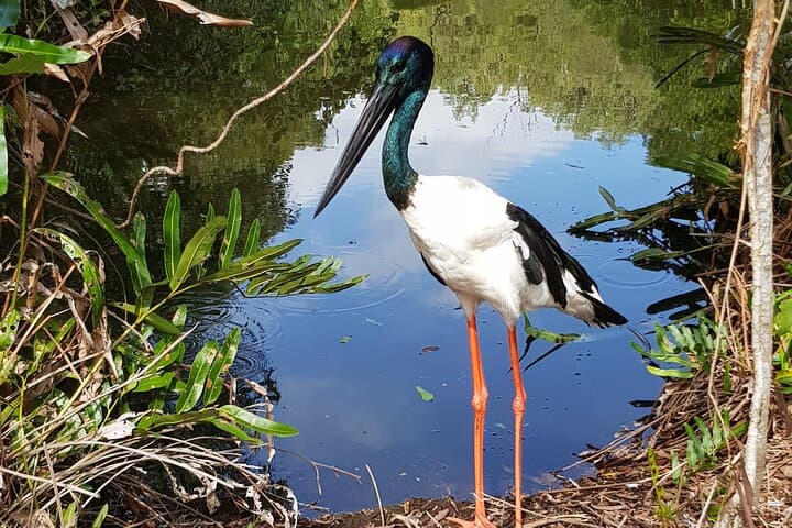 Port Douglas to Hartley's Shared Shuttle: Return Transfers & Park Access photo 3