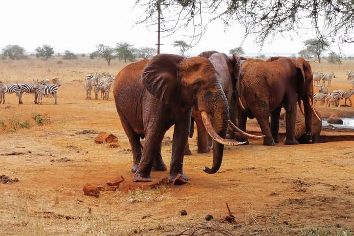 Red Elephant Safari from Diani Beach to Tsavo East — Day Trip Big Five Wildlife