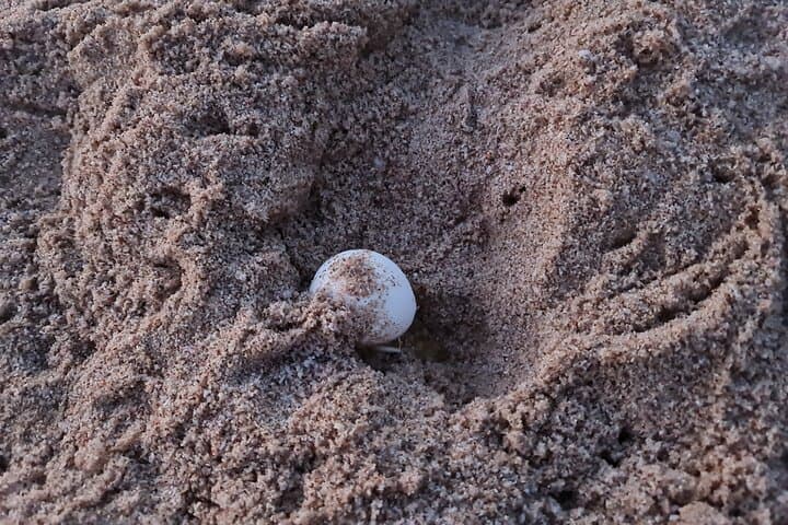 Overnight Ras Al Hadd Camping & Turtle Watching — 2-Day Private Tour from Muscat photo 3