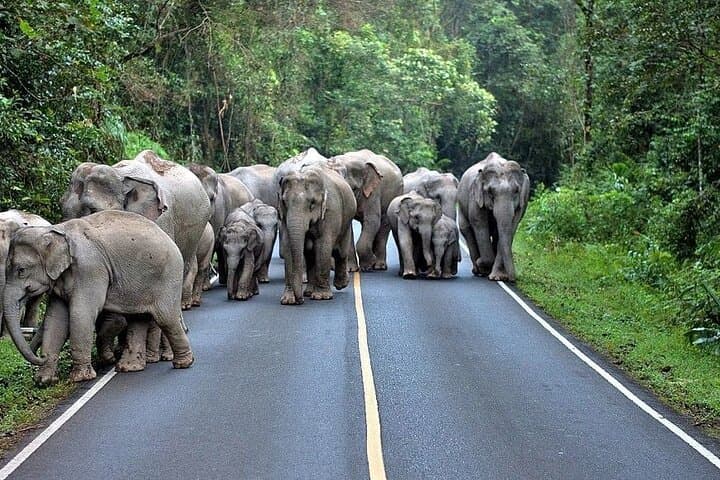Khao Yai National Park Jungle Trek: Day Trip from Bangkok photo 2