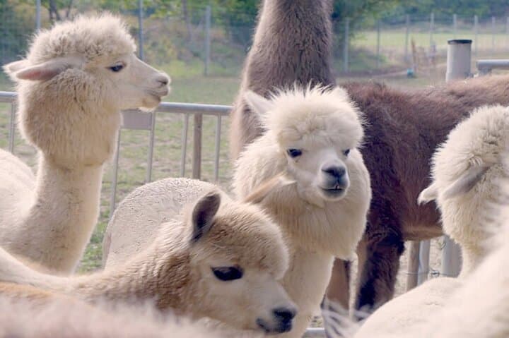 Alpaca and Llama Hike on Eichkogel — Mödling Near Vienna