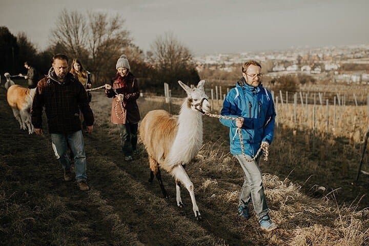 Alpaca and Llama Hike on Eichkogel — Mödling Near Vienna photo 4