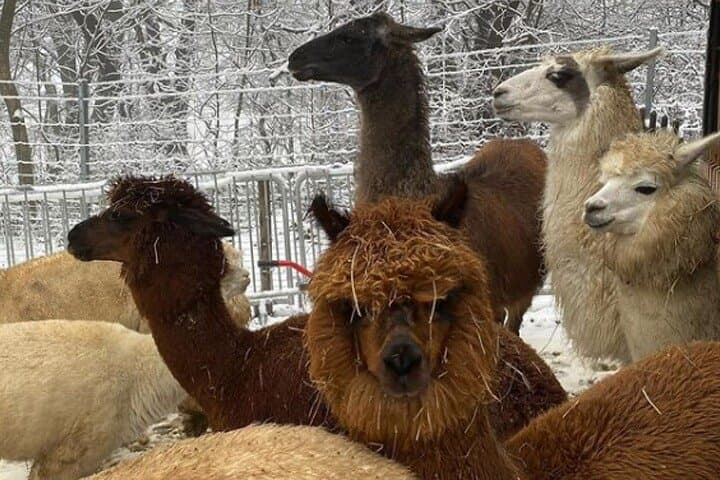 Alpaca and Llama Hike on Eichkogel — Mödling Near Vienna photo 6