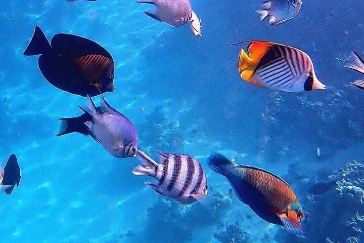 Zanzibar Full-Day: Snorkel Blue Lagoon, Starfish Point & Kuza Cave Culture photo 2