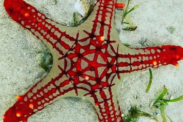 Zanzibar Full-Day: Starfish Beach, Blue Lagoon Snorkel, Kuza & Salaam Caves photo 2
