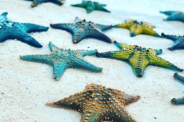 Zanzibar Full-Day: Starfish Beach, Blue Lagoon Snorkel, Kuza & Salaam Caves photo 4