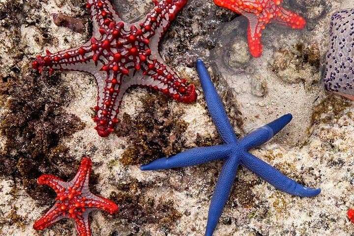 Zanzibar Full-Day: Starfish Beach, Blue Lagoon Snorkel, Kuza & Salaam Caves photo 3