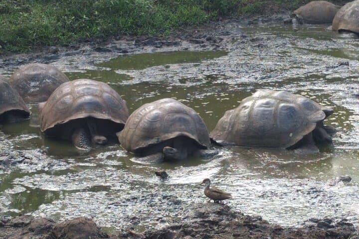 3-Day Galapagos Fast Visit: Charles Darwin Station, Highlands & Island Snorkel Options photo 4