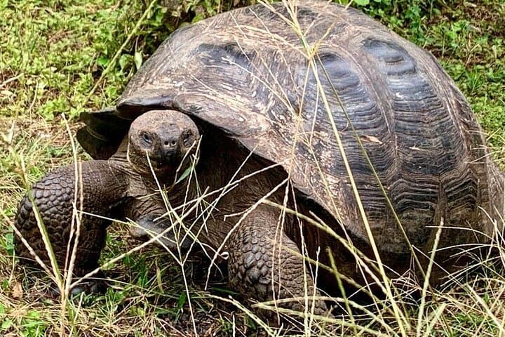 Galapagos 4-Day Classic: Las Grietas, Tortuga Bay & Darwin Station photo 6