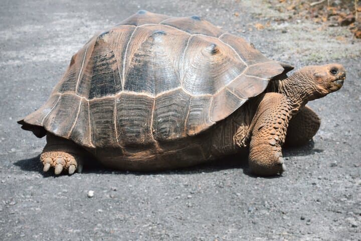 5-Day Galapagos Adventure: Snorkel with Turtles & Hike Sierra Negra photo 3