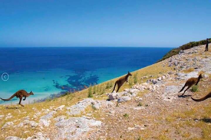 6-Day Kangaroo Island & Adelaide Tour — Barossa Wineries, Flinders Chase & Seal Bay photo 5