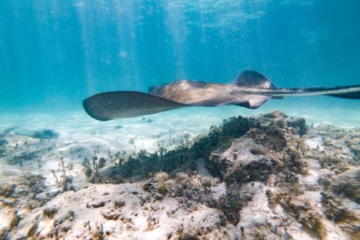 Reef Explorer Half-Day Trip: Snorkel with Stingrays & Kayak Bávaro Beach photo 4