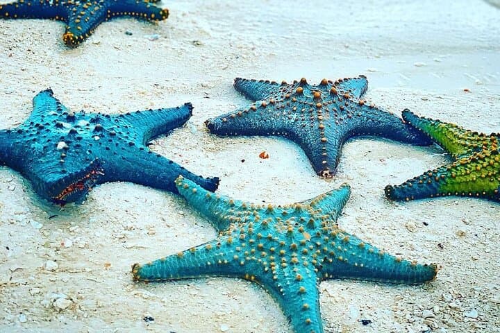 Explore Zanzibar’s Starfish Beach and Jozani Forest: A Full-Day Coastal and Jungle Adventure photo 3