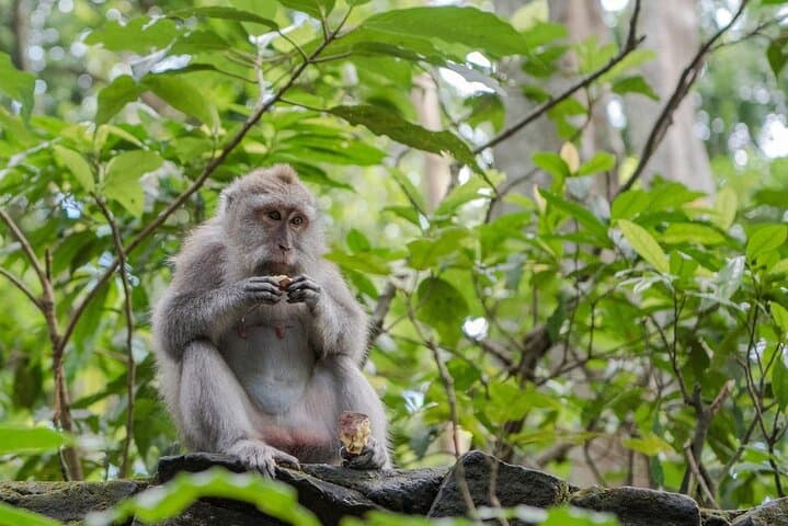 Full-Day Ubud Tour and River Tubing Adventure — Monkey Forest, Celuk & Rice-Field Views photo 5