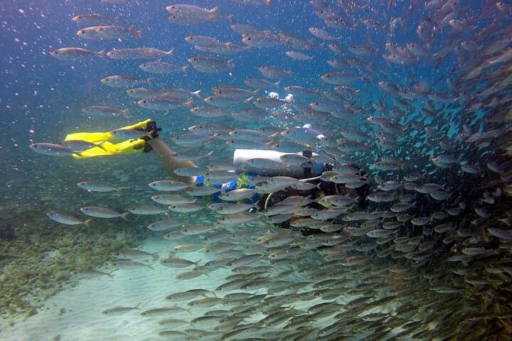Two-Tank Guided Shore Dive at Pierbaai Reef & Car Pile — Curaçao photo 2