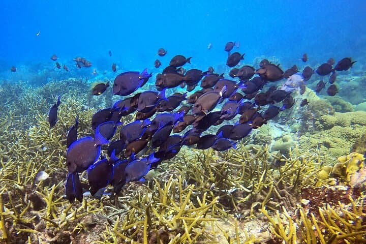 Try Scuba in Curaçao: PADI Discover Scuba Dive at the Dive Bus Reef photo 6