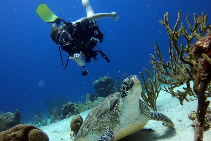 Two-Tank Guided Shore Dive at Pierbaai Reef & Car Pile — Curaçao photo 4