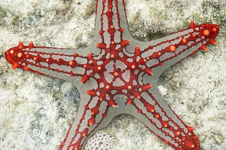 Explore Zanzibar’s Starfish Beach and Jozani Forest: A Full-Day Coastal and Jungle Adventure photo 5