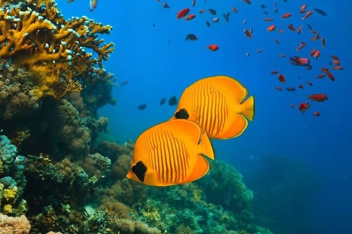 Zanzibar Full-Day: Snorkel Blue Lagoon, Starfish Point & Kuza Cave Culture photo 3