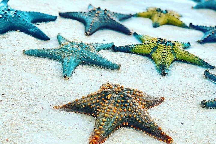 Explore Zanzibar’s Starfish Beach and Jozani Forest: A Full-Day Coastal and Jungle Adventure