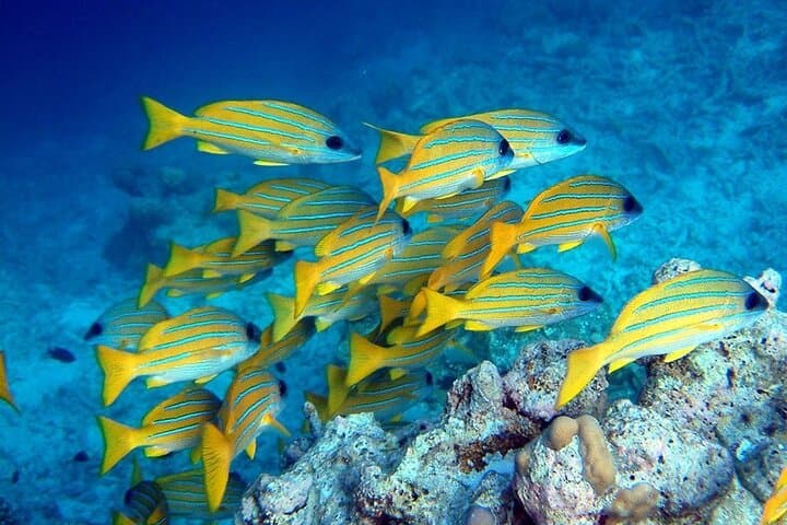 Zanzibar Day Tour: Starfish Snorkel, Kuza Cave & Jozani Forest Private Excursion photo 5