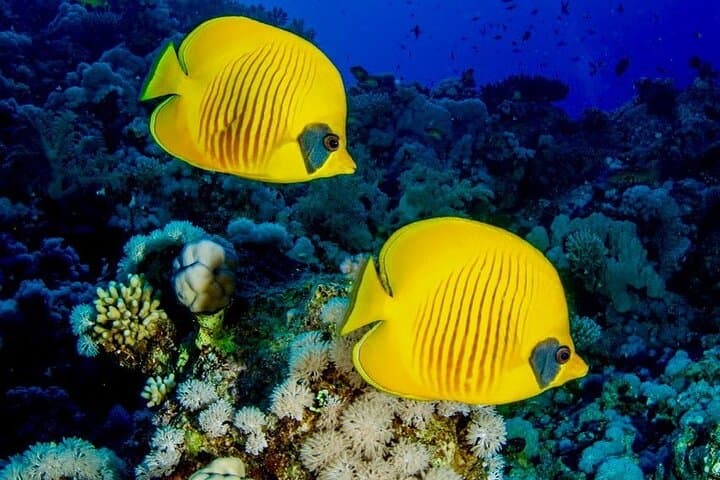 Mnemba Dolphin & Spice Island Day Tour from Stone Town — Snorkel Mnemba Atoll, Prison Island & Spice Farm photo 5