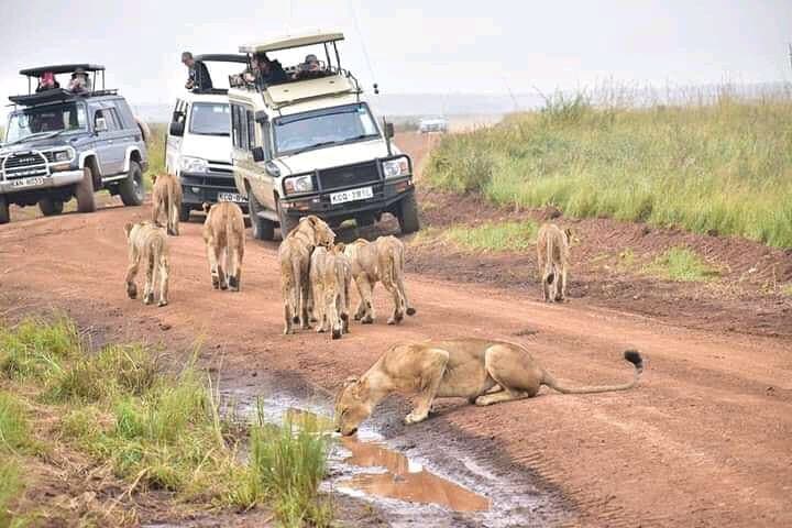 Explore Nairobi National Park, Giraffe Center & Karen Blixen Museum in One Day photo 1
