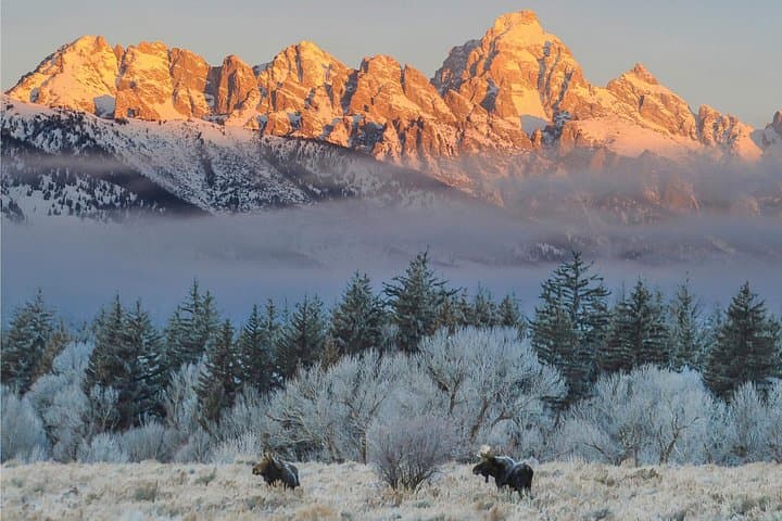 Grand Teton Winter Wildlife Safari: Private Half-Day Tour with Picnic photo 1
