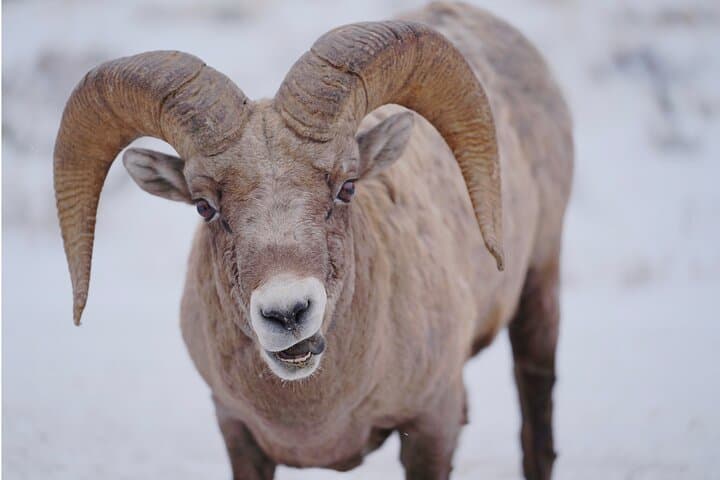 Grand Teton Winter Wildlife Safari: Private Half-Day Tour with Picnic photo 2