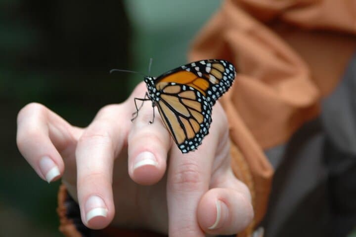 Monteverde Canopy Zipline & Butterfly Garden at Selvatura Park photo 6